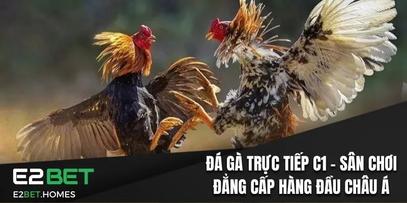 Đá Gà Trực Tiếp C1 - Sân Chơi Đẳng Cấp Hàng Đầu Châu Á