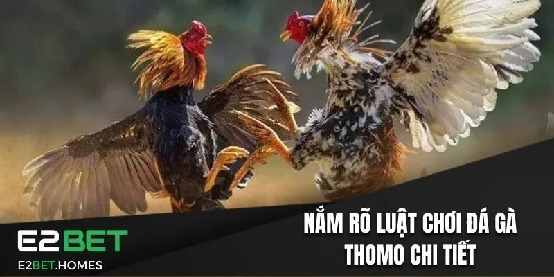 Nắm rõ luật chơi đá gà Thomo chi tiết