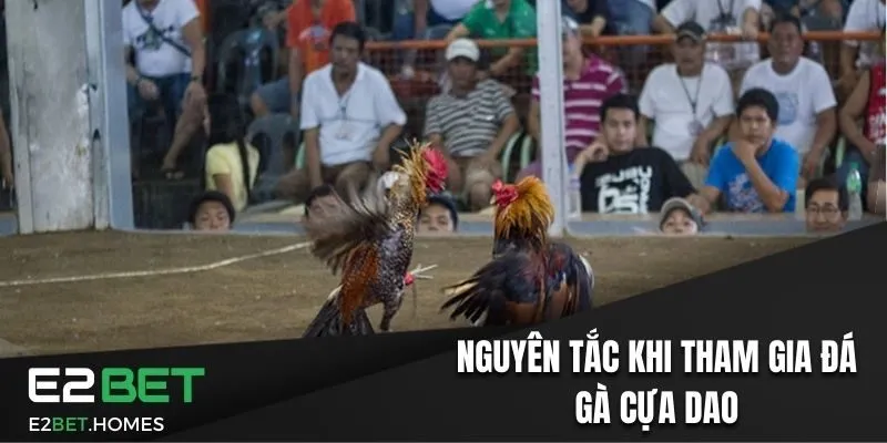 Nguyên tắc cần biết khi tham gia đá gà cựa dao